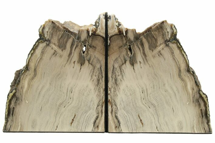 Tall Petrified Wood Bookends #233277